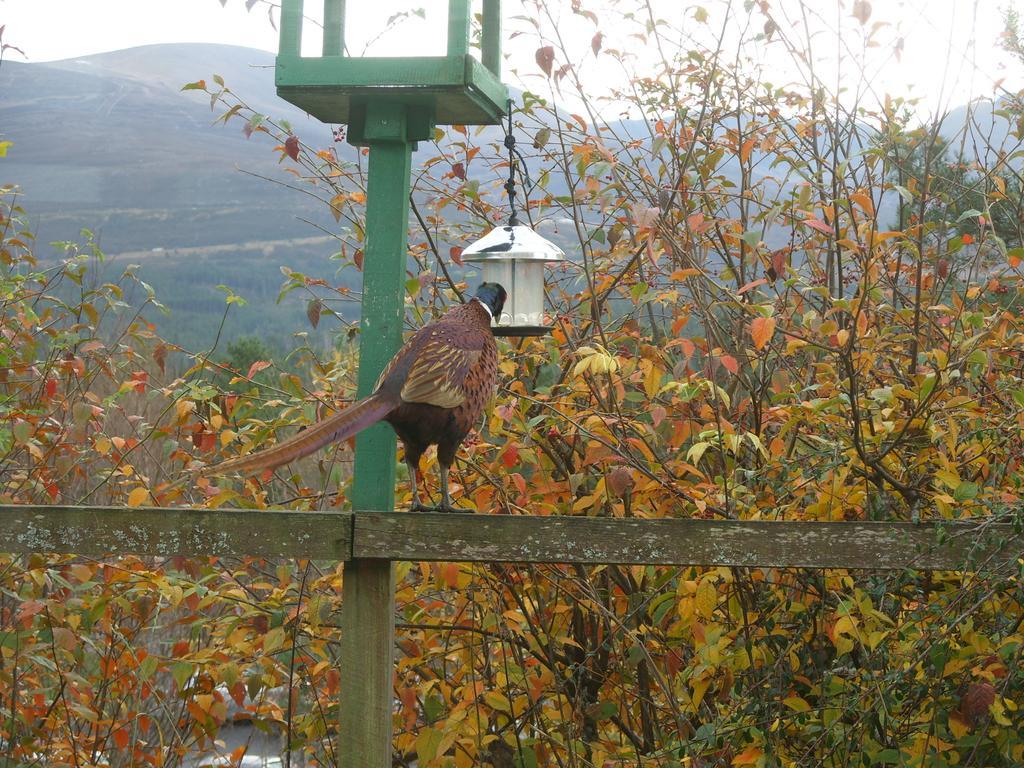 Cairngorm Lodge Youth Hostel Loch Morlich المظهر الخارجي الصورة